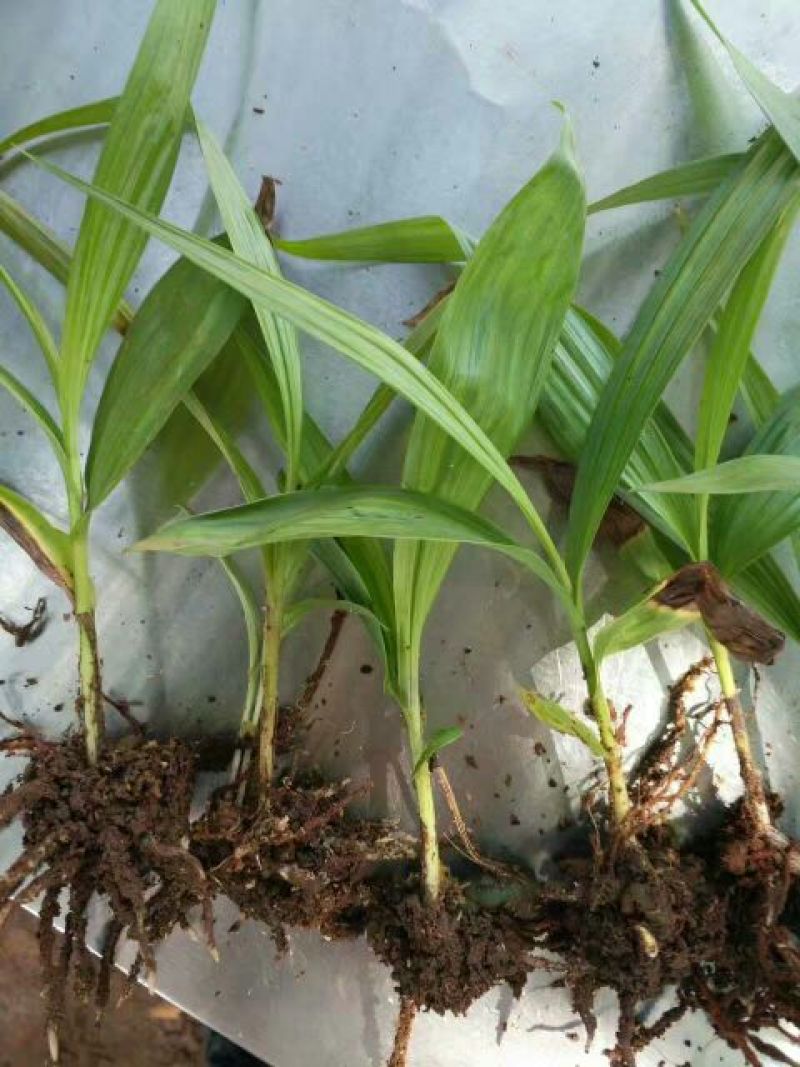 白芨种苗30~40cm