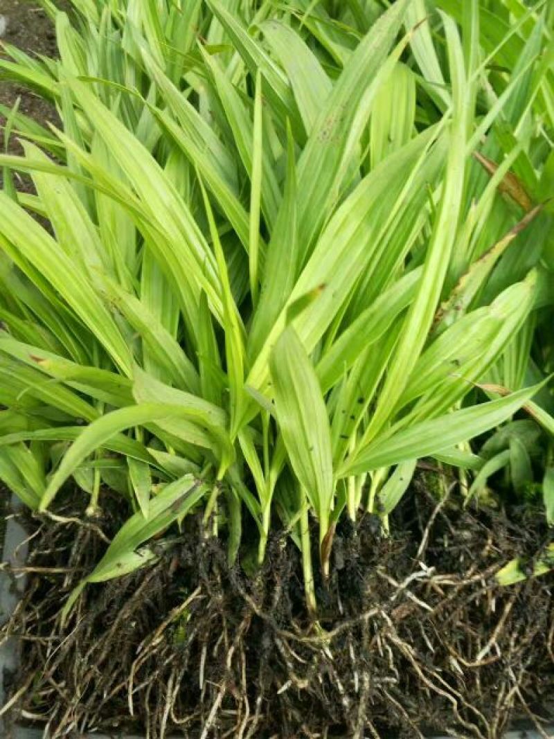 白芨种苗30~40cm