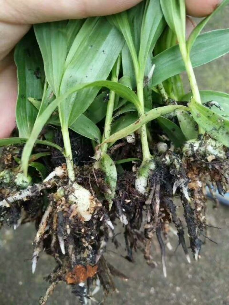 白芨种苗30~40cm