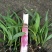 白芨种苗30~40cm