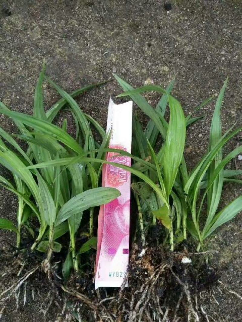 白芨种苗30~40cm