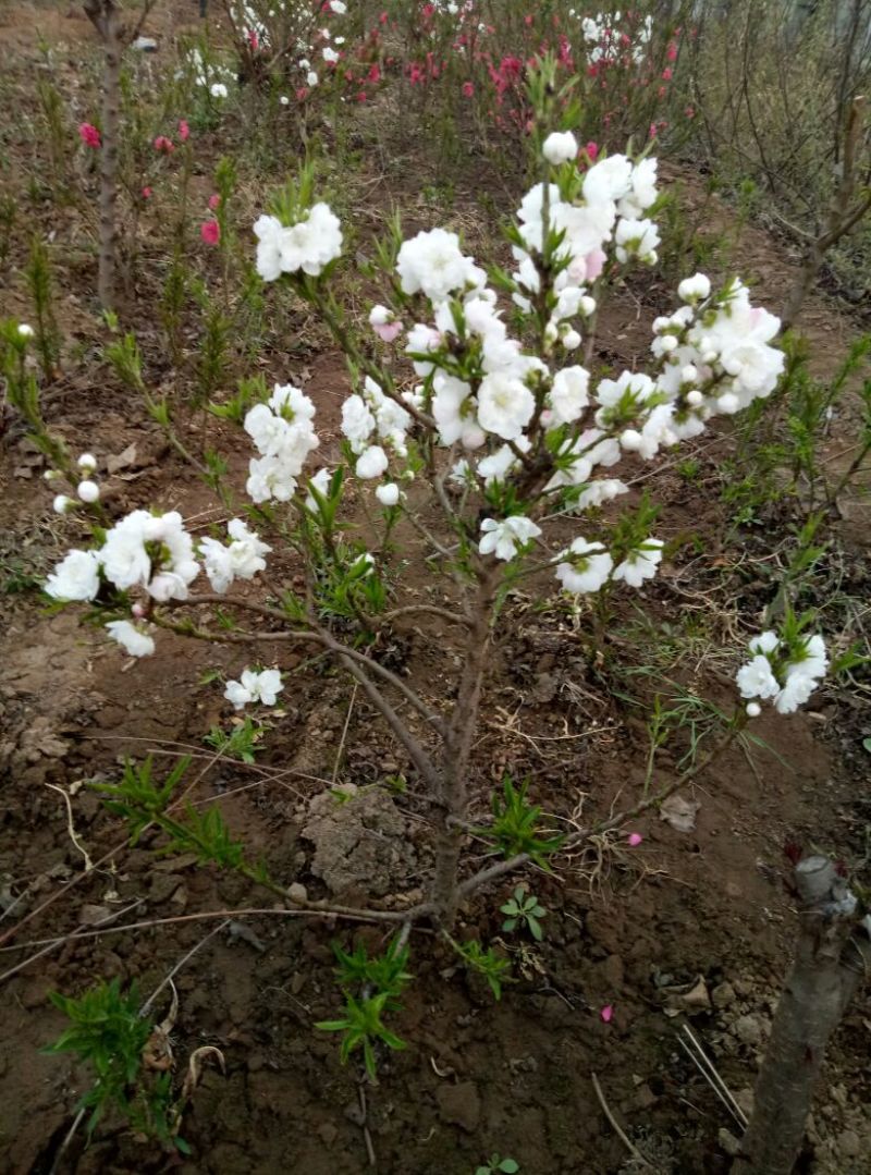 梨树苗0.8~3cm100~150cm