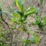 梨树苗0.8~3cm100~150cm