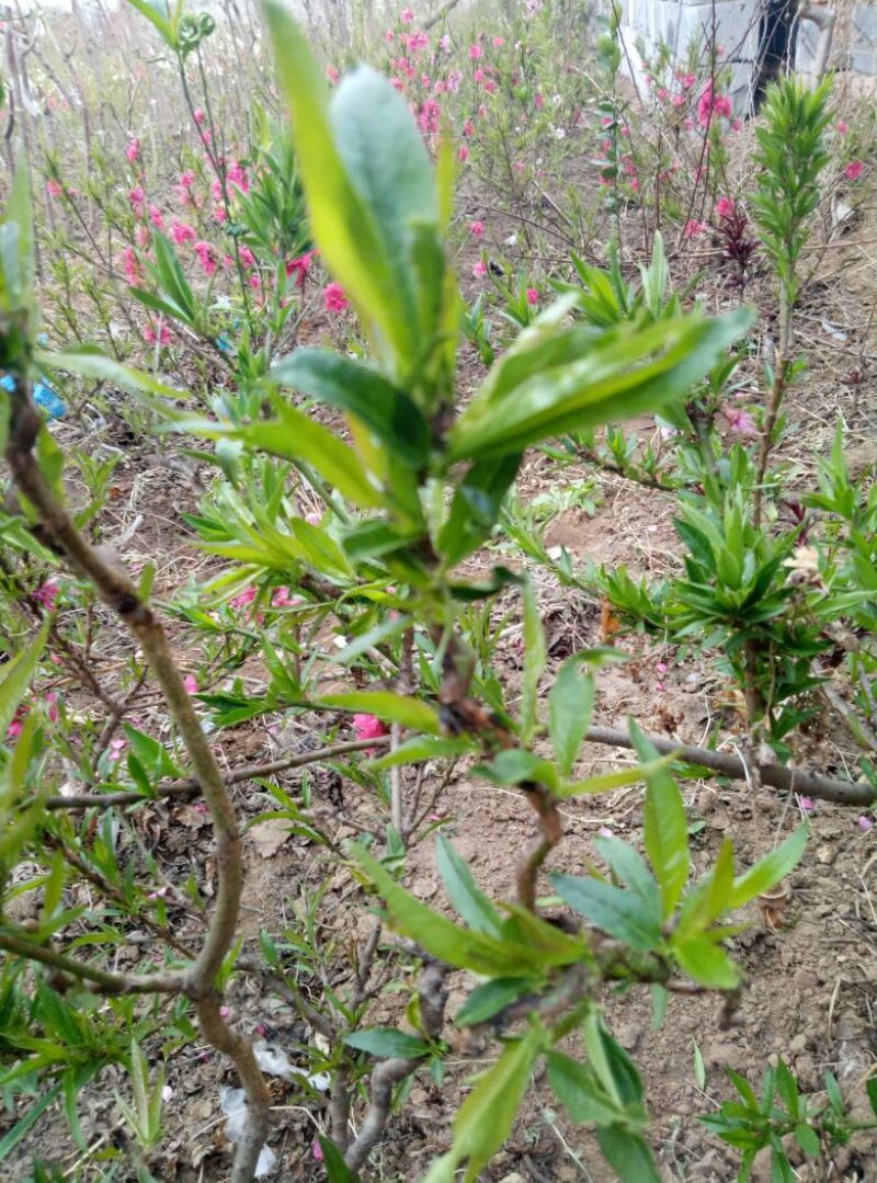 梨树苗0.8~3cm100~150cm