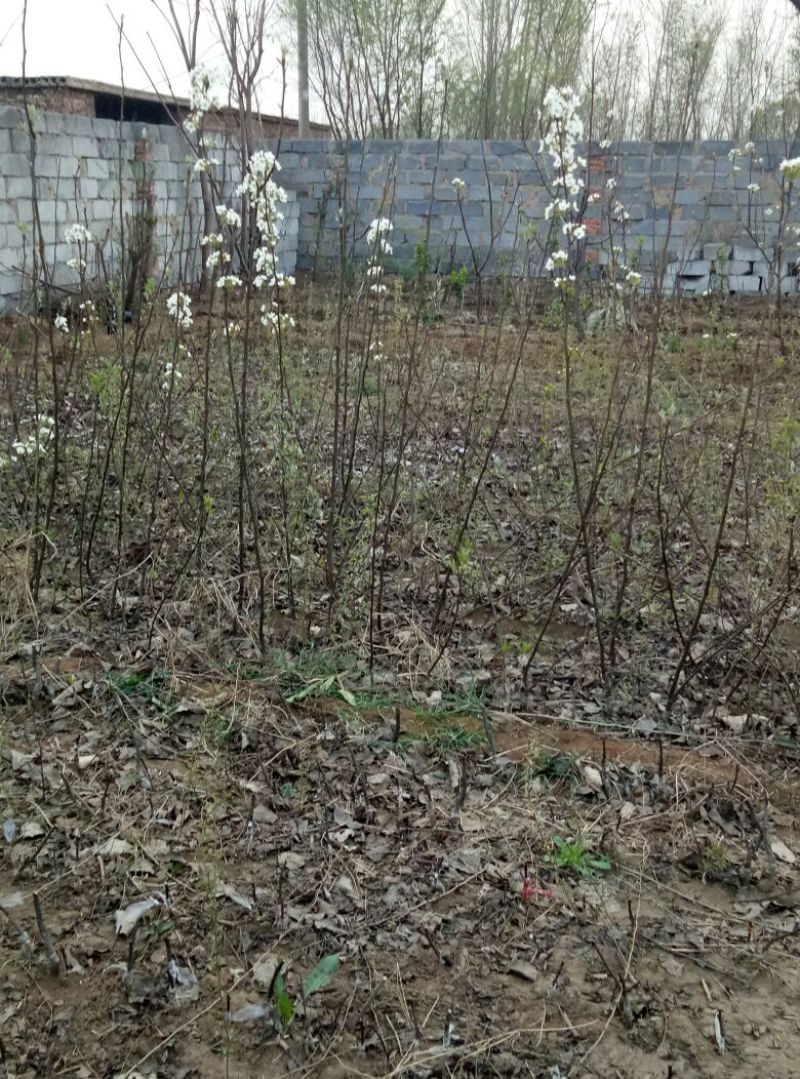 梨树苗0.8~3cm100~150cm