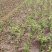 梨树苗0.8~3cm100~150cm