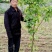 梨树苗0.8~3cm100~150cm