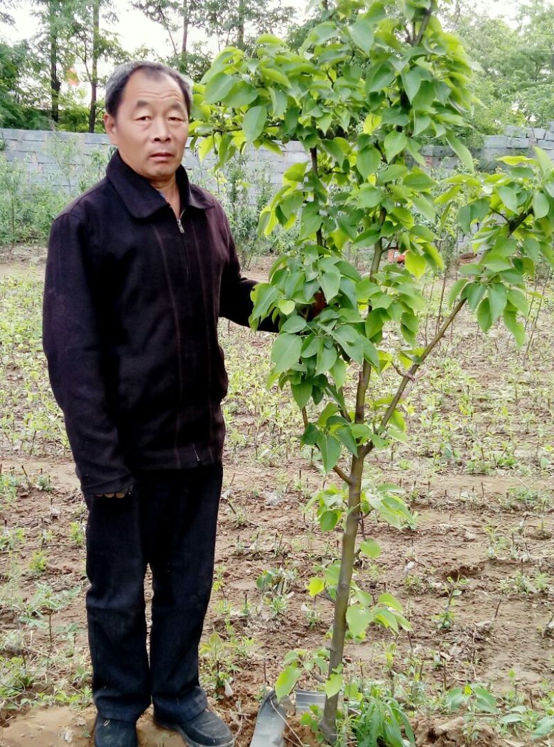 梨树苗0.8~3cm100~150cm
