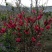 梨树苗0.8~3cm100~150cm