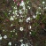 梨树苗0.8~3cm100~150cm