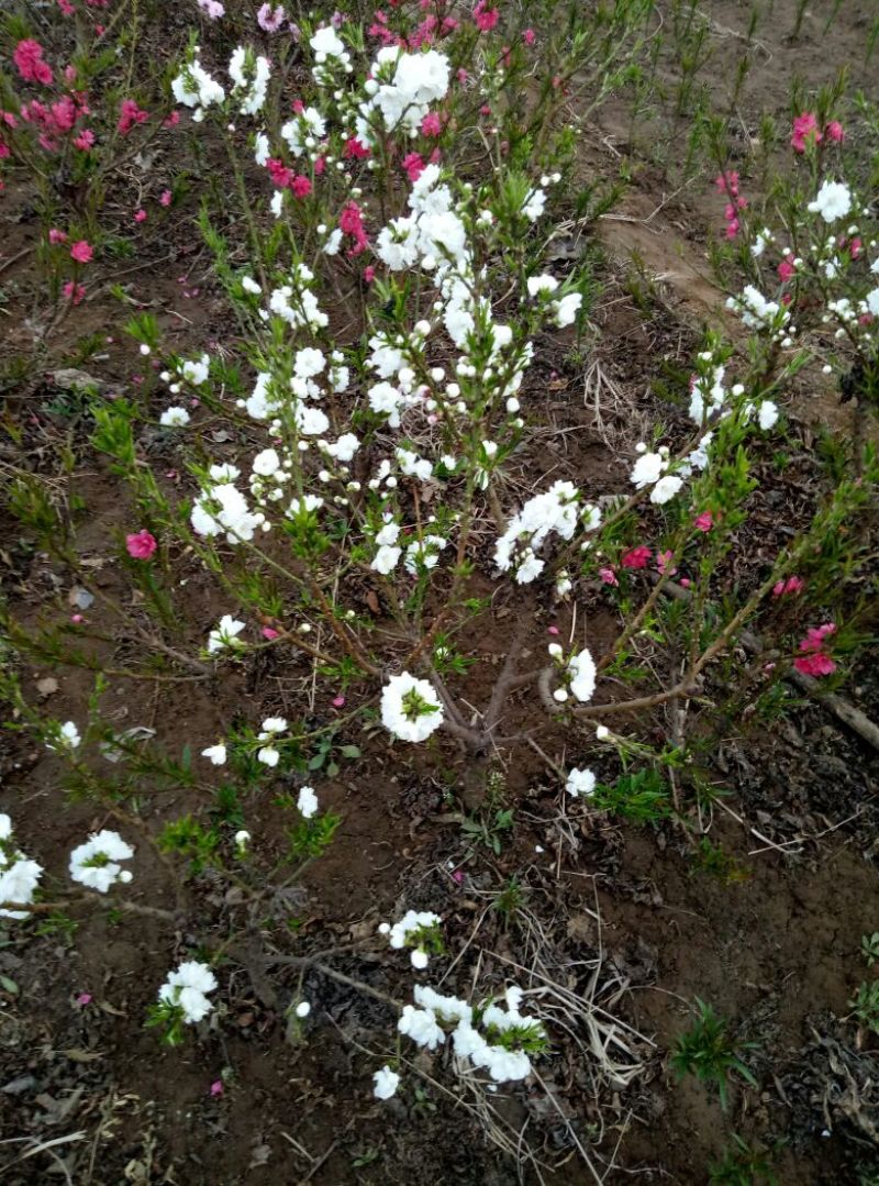 梨树苗0.8~3cm100~150cm