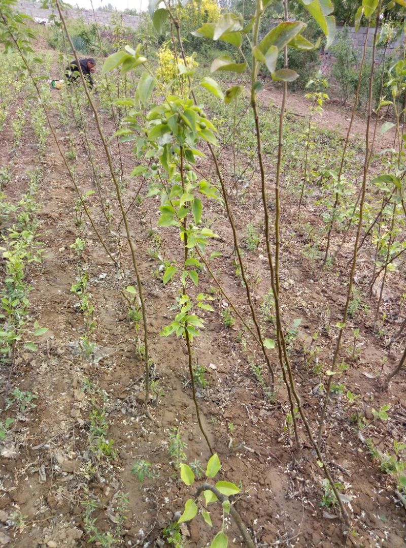 梨树苗0.8~3cm100~150cm