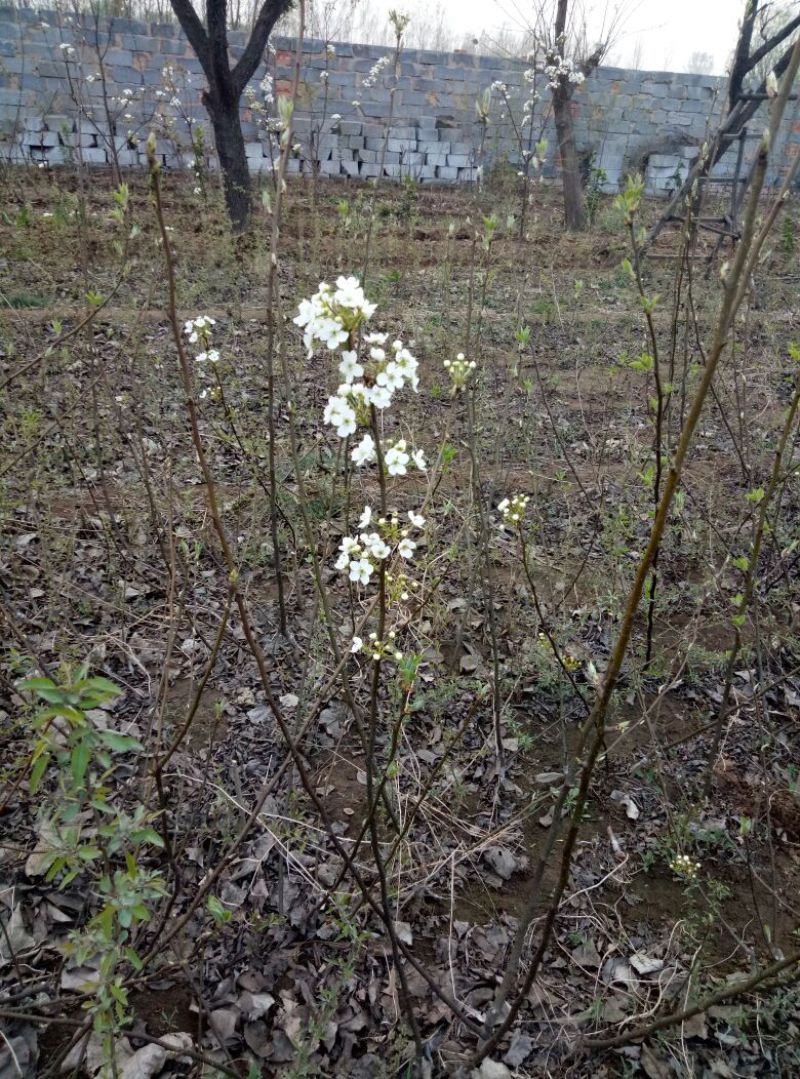 梨树苗0.8~3cm100~150cm