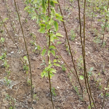 梨树苗0.8~3cm100~150cm