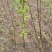梨树苗0.8~3cm100~150cm