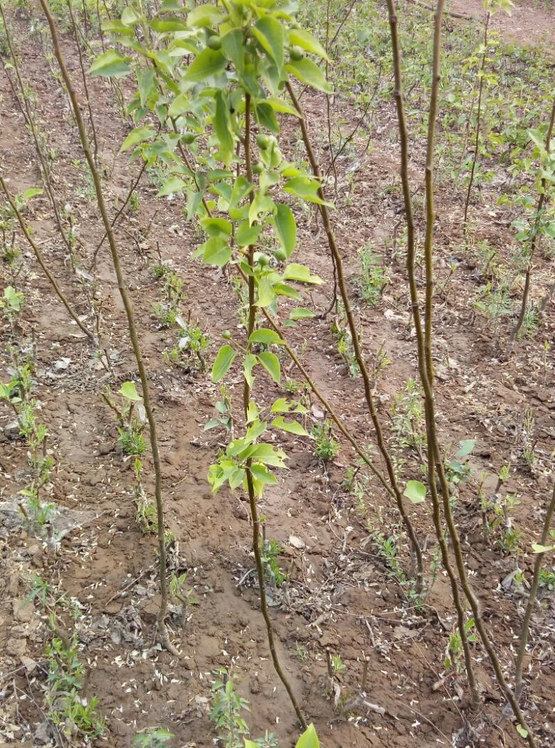 梨树苗0.8~3cm100~150cm