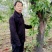 梨树苗0.8~3cm100~150cm
