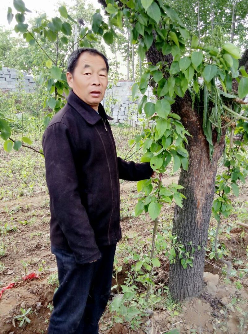 梨树苗0.8~3cm100~150cm
