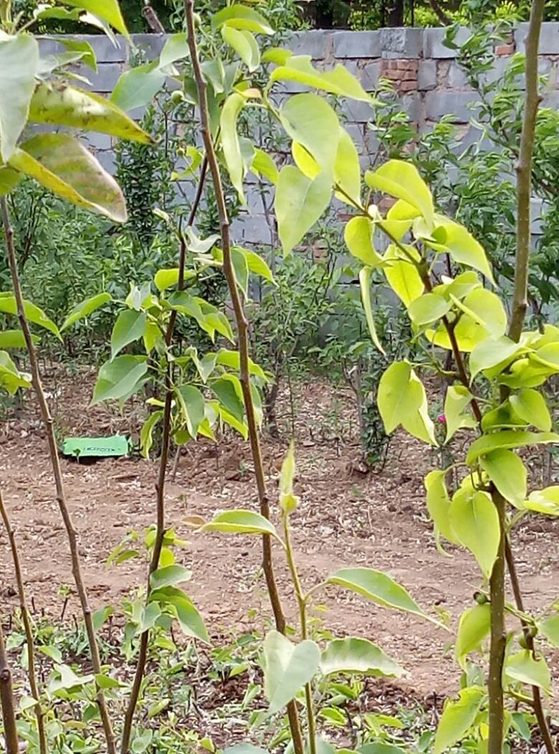梨树苗0.8~3cm100~150cm