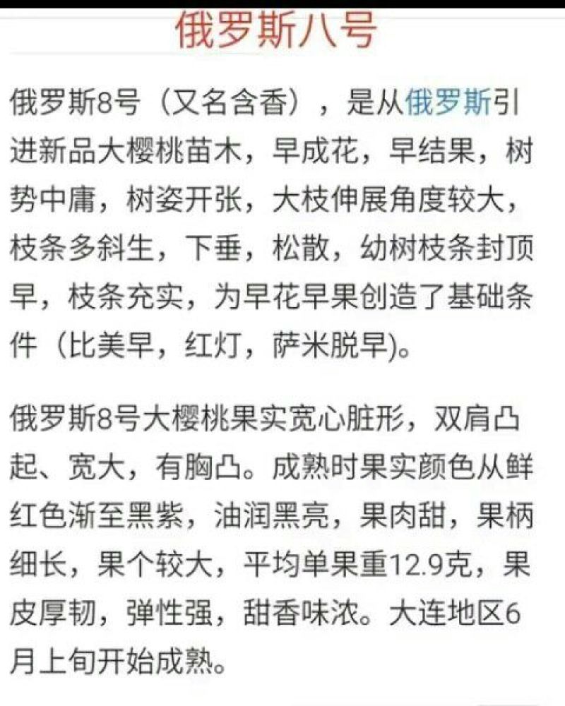 俄罗斯8号樱桃苗1年80cm以上