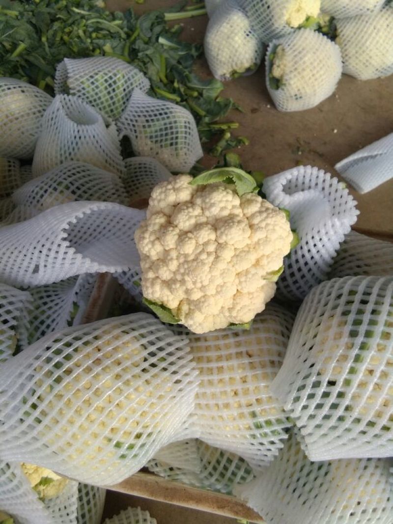 雪宝菜花