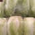 白菜4~6斤净菜