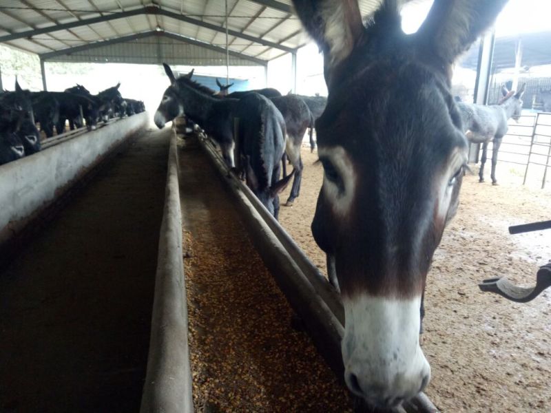 德州驴苗200斤