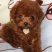 泰迪犬母