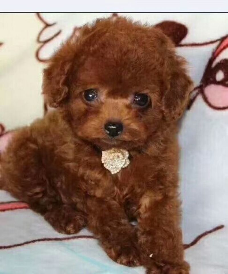 泰迪犬母