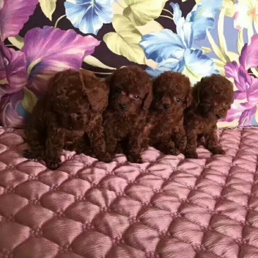 泰迪犬母