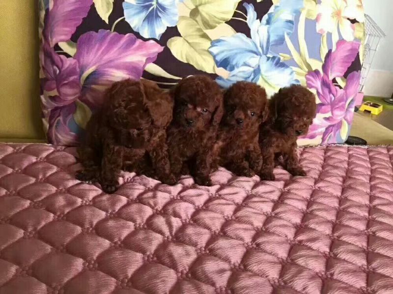泰迪犬母
