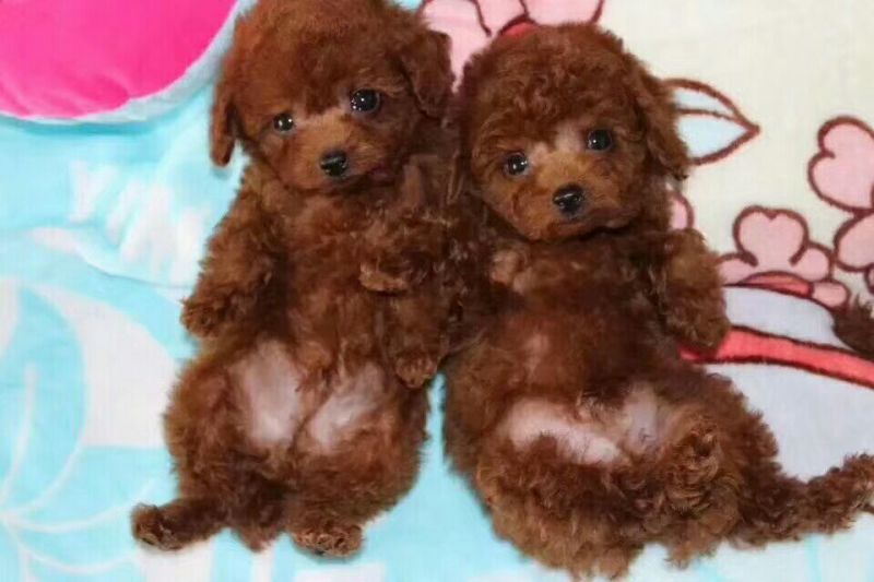 泰迪犬母