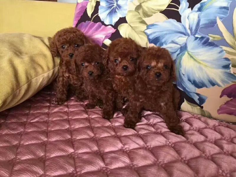 泰迪犬母
