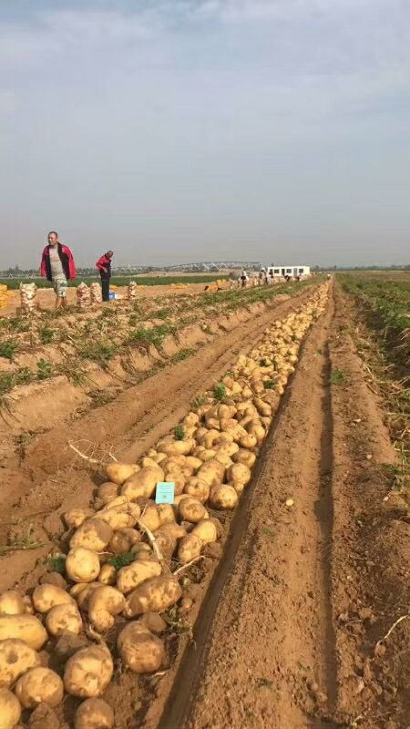 226土豆精品四两以上大量开始出库，价格合理