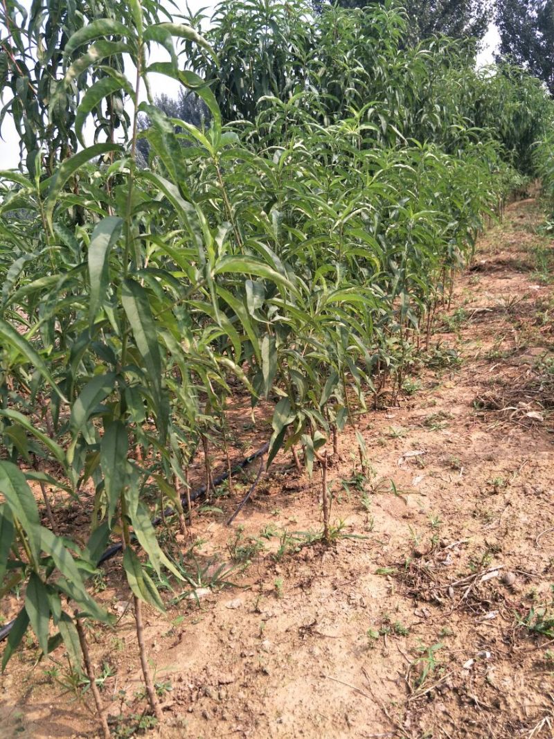 黄桃树苗黄金蜜0号1号4号7号系列规格齐全品种纯
