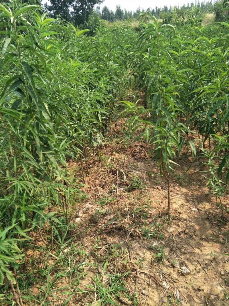 黄桃树苗黄金蜜0号1号4号7号系列规格齐全品种纯