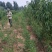 黄桃树苗黄金蜜0号1号4号7号系列规格齐全品种纯