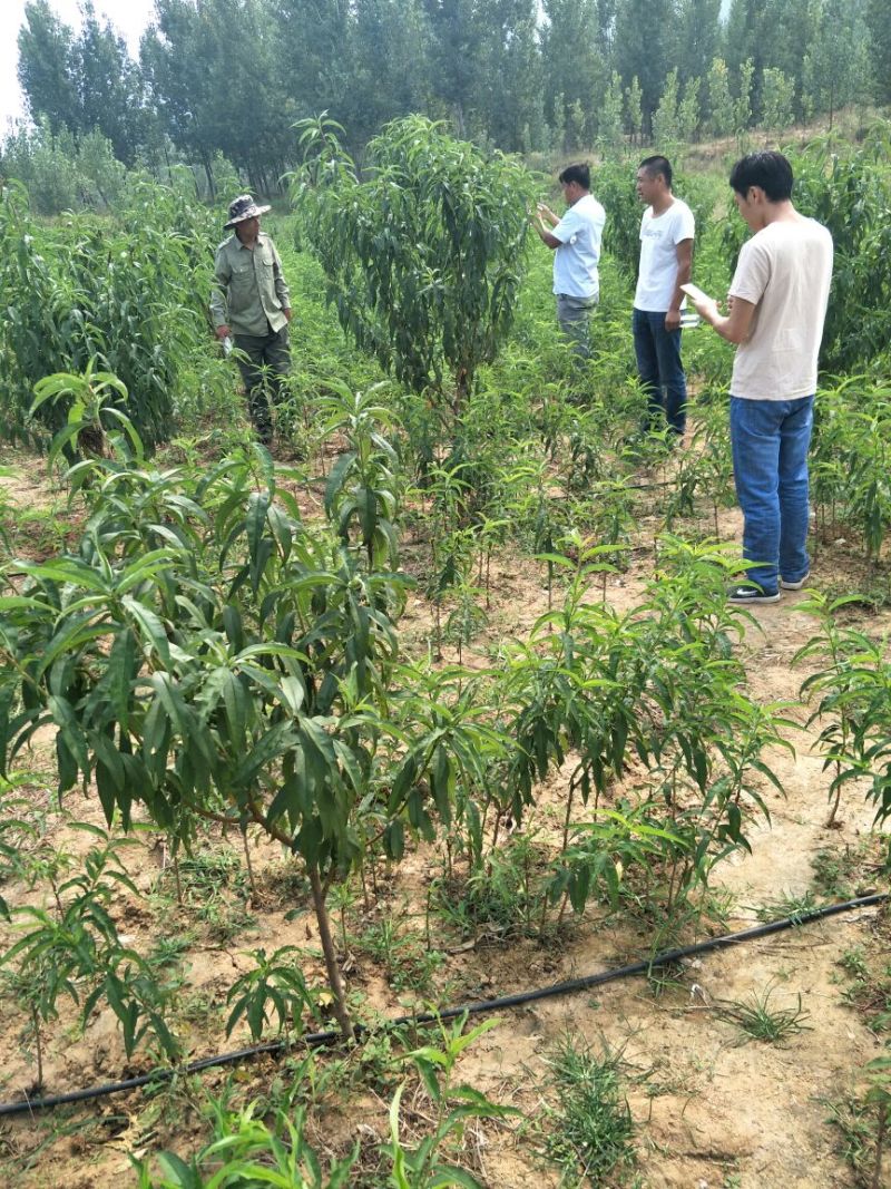 黄桃树苗黄金蜜0号1号4号7号系列规格齐全品种纯