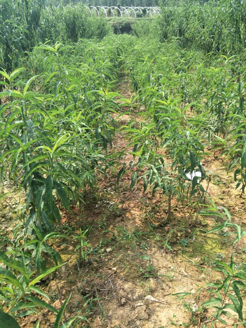 黄桃树苗黄金蜜0号1号4号7号系列规格齐全品种纯