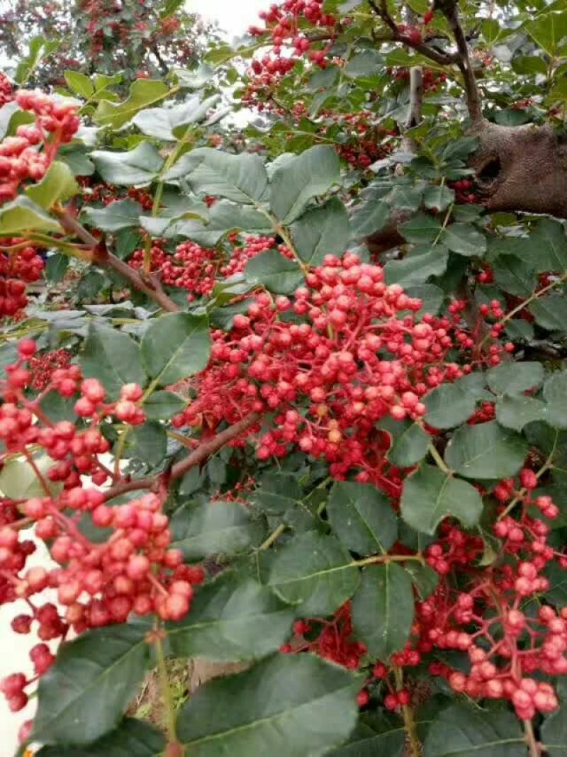 花椒苗1~2年