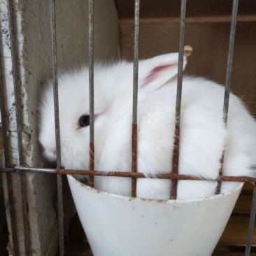 种兔3~4kg