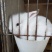 种兔3~4kg