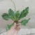 车前草