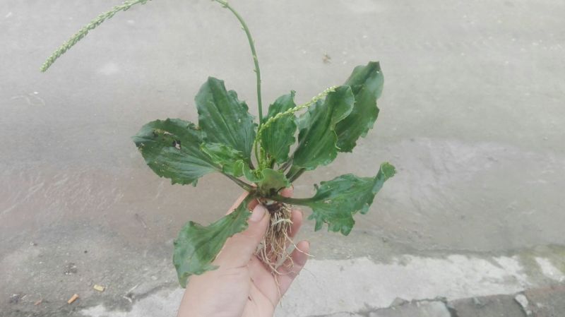 车前草
