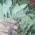 车前草