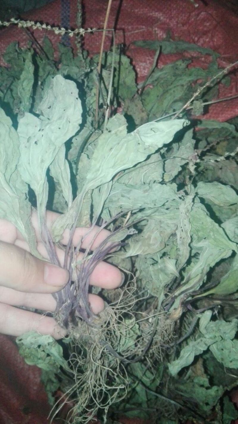 车前草