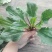 车前草