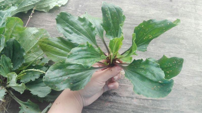 车前草