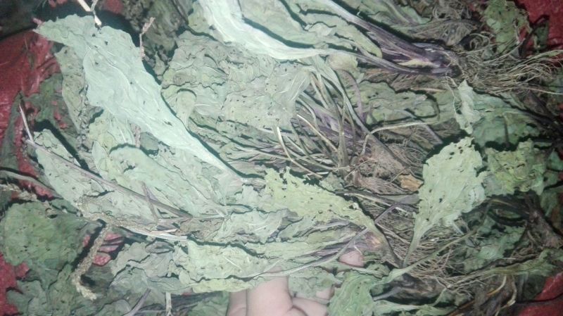 车前草