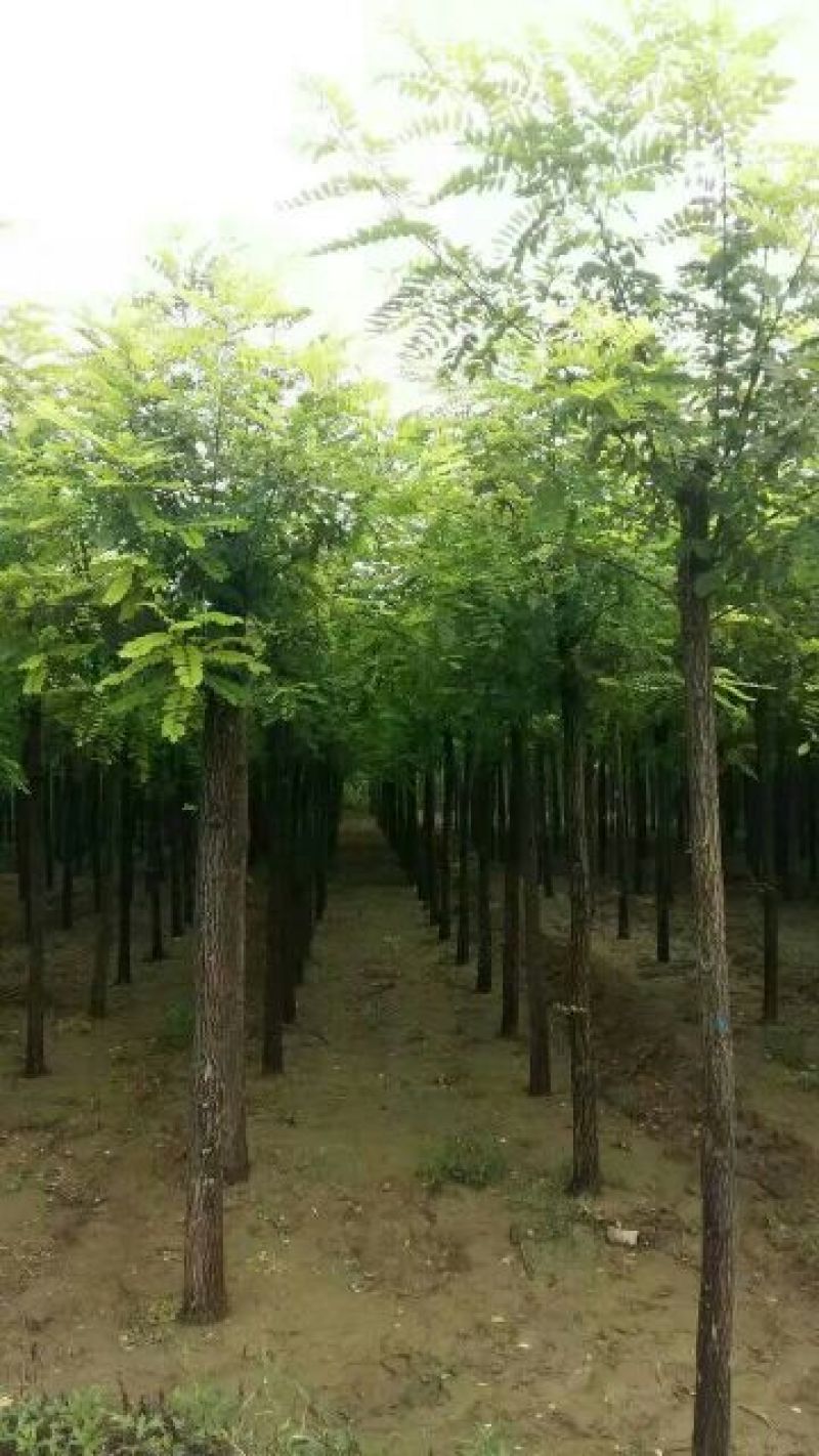 香花槐6～10公分【规格齐全】长势旺盛全国发货